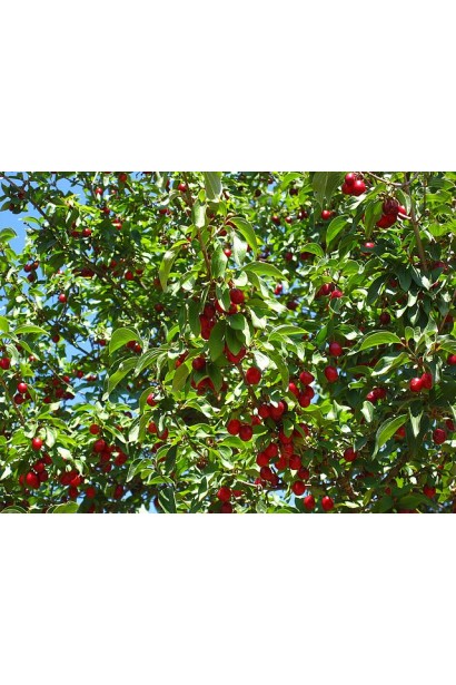 Сільвія — черешня середнього терміну дозрівання.