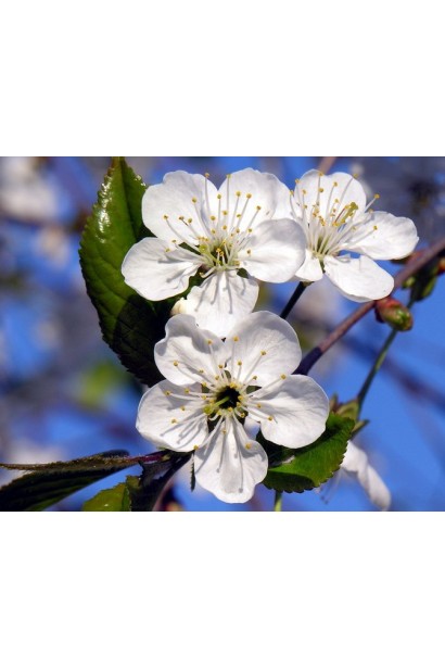 Цвітіння Черешні Сільвія