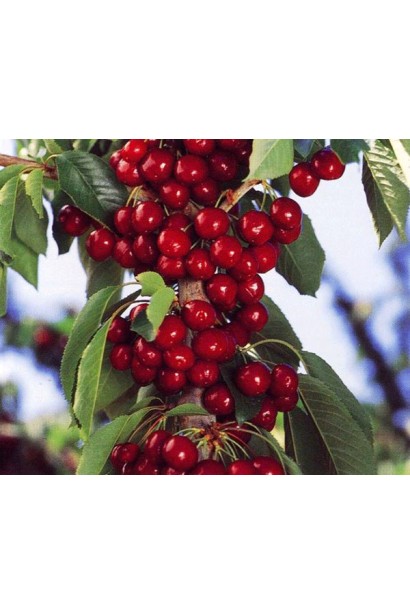 Сільвія — сорт черешні з великими солодкими ягодами.