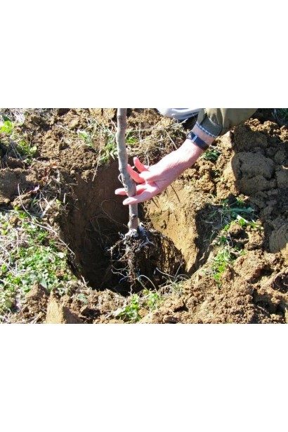 Черешня Сільвія посадка з голим коренем