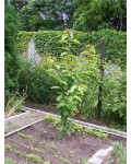 Черешня колоновидная Хелена (средняя) | Черешня колоновидна Хелена (середня) | Prunus avium Helena