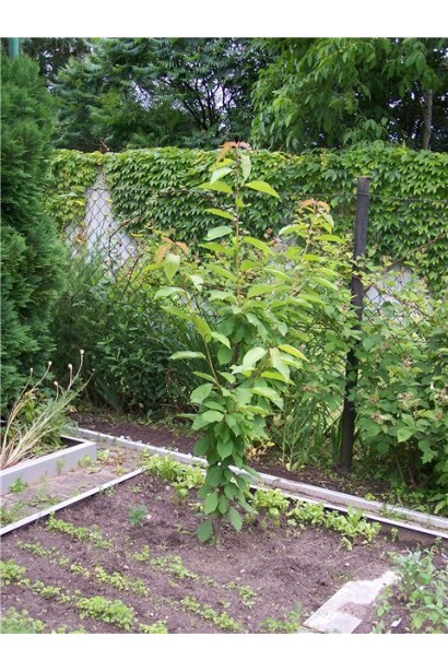 Сорт Хелена — черешня середнього терміну дозрівання.