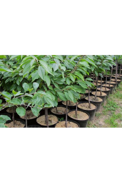 Черешня Хелена для оптимального використання простору.