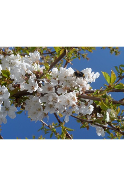 Цвітіння черешні Хелена