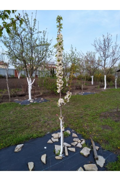 Компактна черешня Хелена для маленького саду.