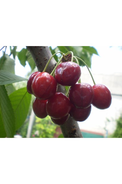 Черешня колоновидна Хелена із соковитими ягодами.