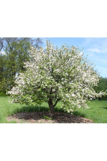 Джонаголд — сорт зимової яблуні для саду.