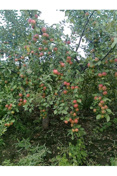 Яблуня домашня Джонаголд (зимова)