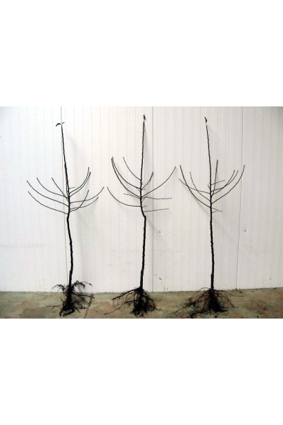 Яблуня Джонаголд з голим коренем