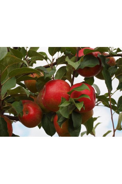 Джонаголд — популярний сорт яблуні з універсальними плодами.