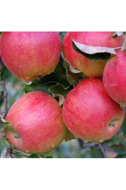 Зимова яблуня Джонаголд для тривалого зберігання.