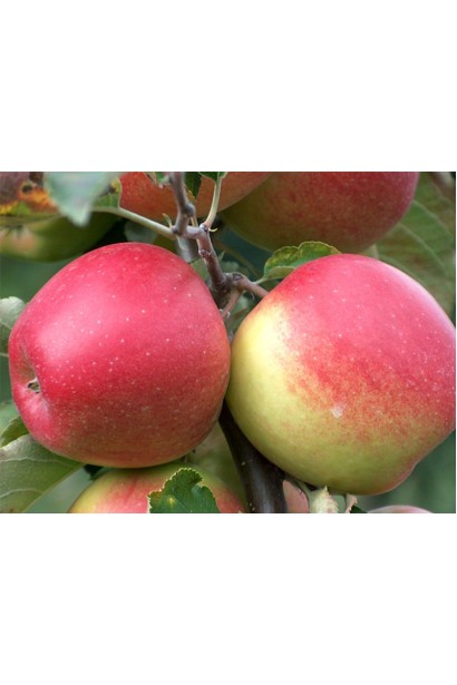 Джонаголд — яблуня з червоно-золотистими плодами.