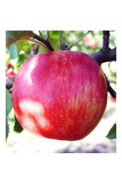 Яблуня Джонаголд із гармонійним смаком і насиченим ароматом.