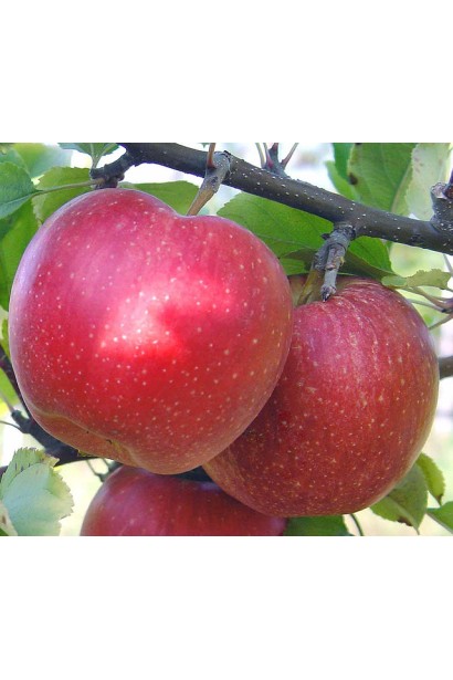 Зимова яблуня Джонаголд із великими ароматними плодами.