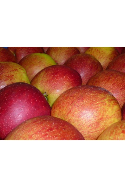 Malus domestica Jonagold — солодкі та соковиті зимові яблука.