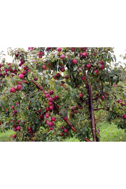 Зимова яблуня Глостер із червоними, соковитими плодами.