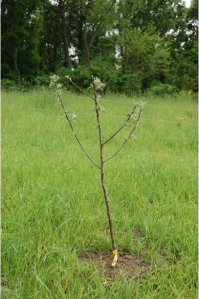 Зимова яблуня Глостер в саду