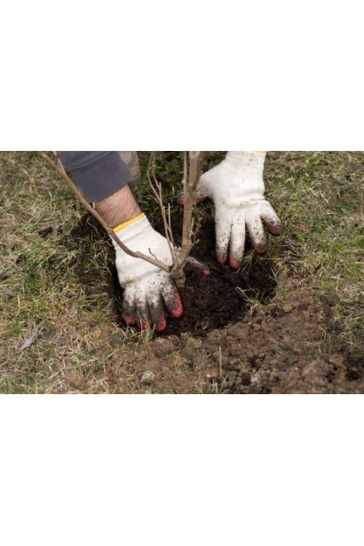 Яблуня домашня Глостер (зимова) - посадка