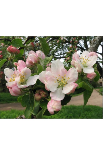 Яблуня домашня Глостер (зимова) - цвітіння