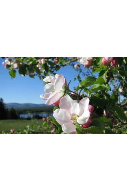 Яблуня домашня Глостер (зимова) - цвітіння