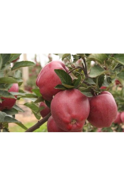 Malus domestica Gloster — соковиті зимові яблука.