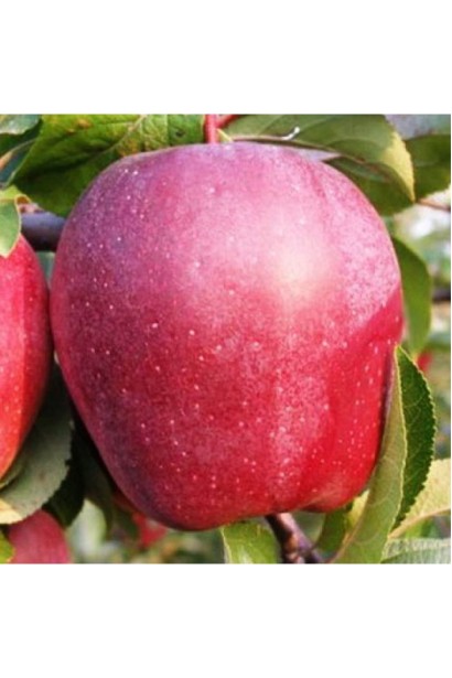 Зимові яблука Глостер для тривалого зберігання.