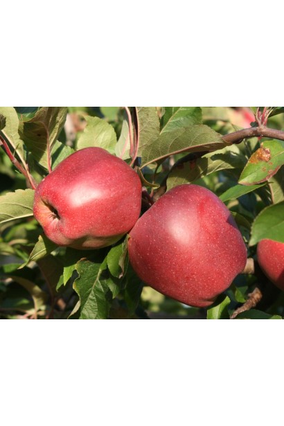 Зимова яблуня Глостер із червоними плодами.