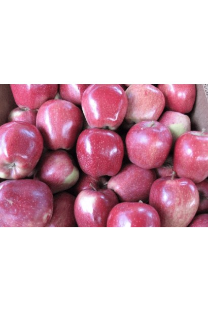 Глостер — чудовий вибір для зимового врожаю.