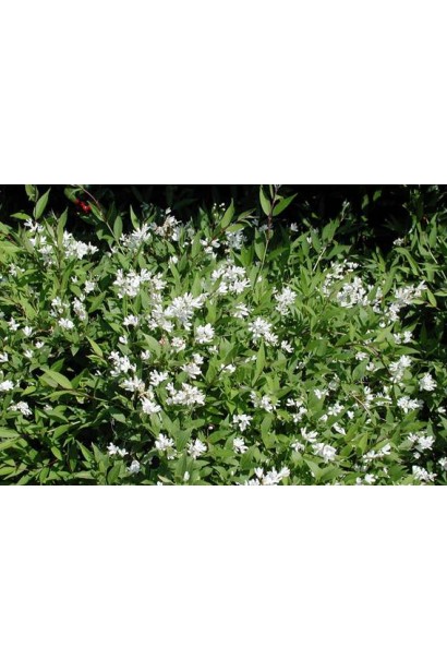  Deutzia gracilis Nikko