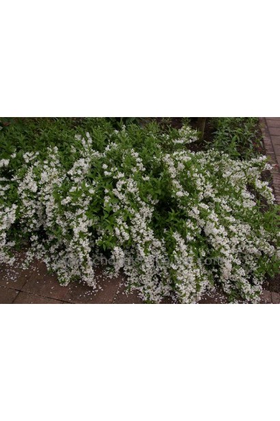 Квітка нареченої