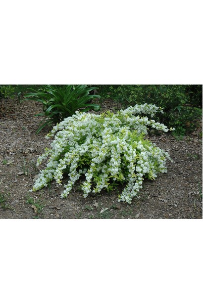 Дейція  Ніко кущ зі звисаючими пагонами