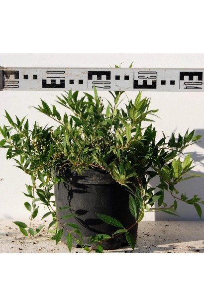 Дейція витончена Ніко діаметр 30-40 см