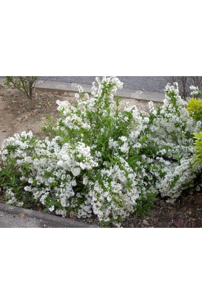 Дейція витончена Nikko