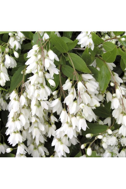 Дейція Нікко грона білосніжних суцвіть