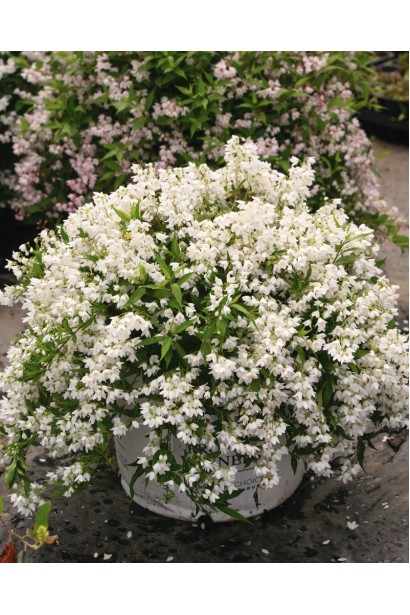 Дейція витончена Ніко в декоративному горщику