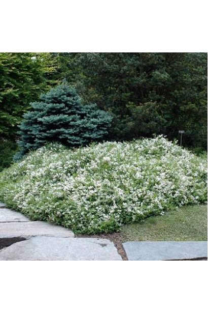 Дейція витончена Ніко в ландшафті