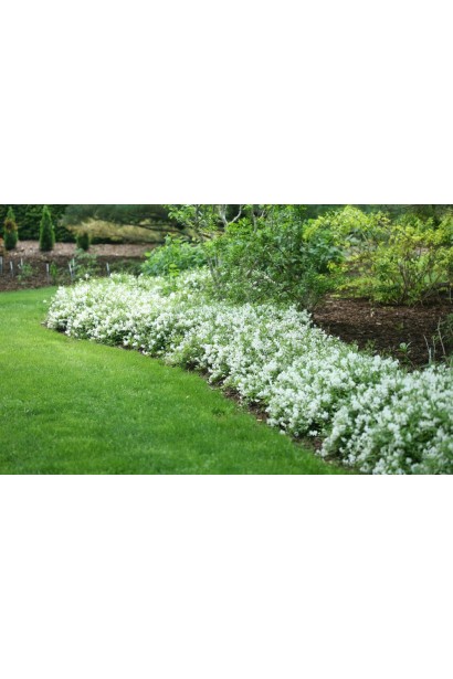 Дейція Ніко алейна посадка