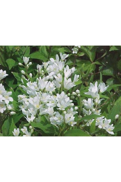 Дейція біла Ніко