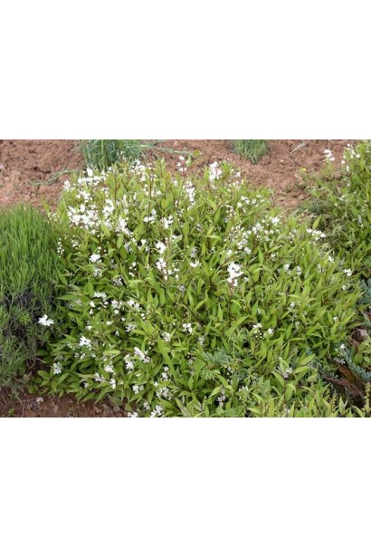 Дейція витончена Ніко