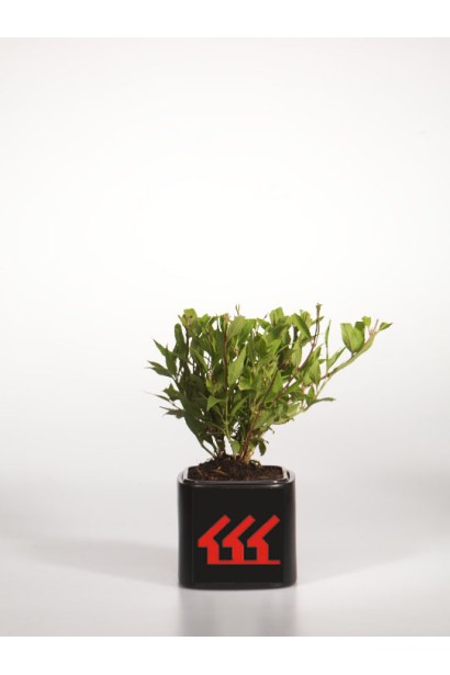 Дейція витончена Ніко контейнер Р9