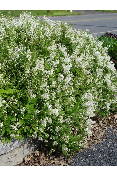 Дейція витончена Ніко на клумбі