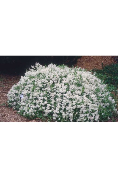 Дейція витончена Ніко рясне цвітіння