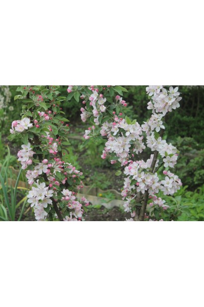 Літній сорт яблуні Президент для малих садів.