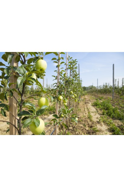 Malus Prezident — смачні літні яблука на компактному дереві.