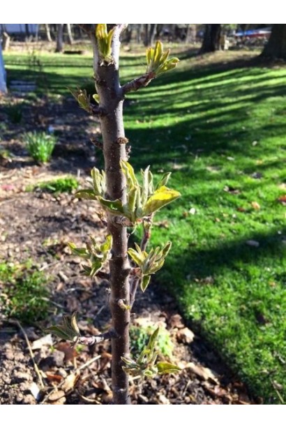 Яблуня колоновидна Президент (літня)