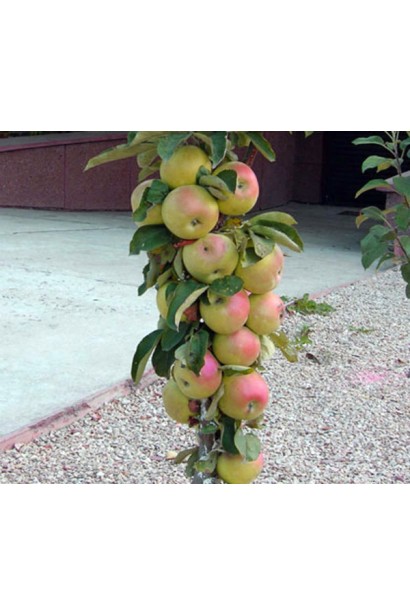 Яблуня Президент — компактний літній сорт із солодкими плодами.