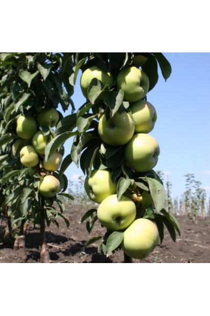 Malus Columnar Prezident — ідеальний вибір для літніх урожаїв.