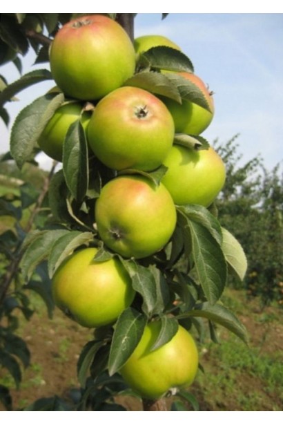 Президент — літня яблуня з великими, ароматними яблуками.