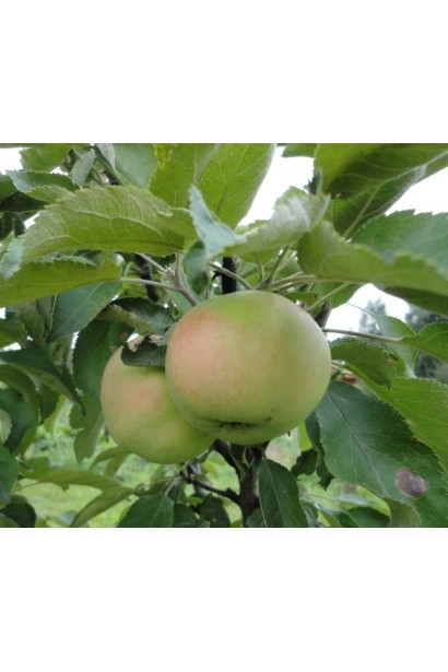 Компактна яблуня Президент із чудовим літнім урожаєм.