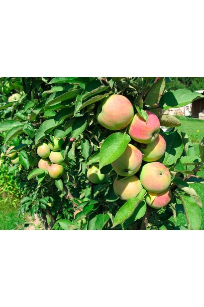 Колоновидна яблуня Президент — солодкі плоди влітку.